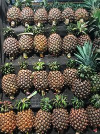 Full frame shot of fruits for sale