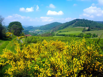 Scenic view of oilseed rape field against sky