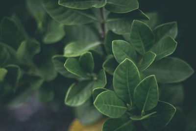 Close-up of plant leaves