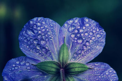 Close-up of wet purple flowering plant