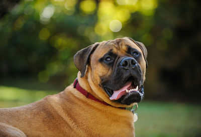 Close-up portrait of dog sticking out tongue on field