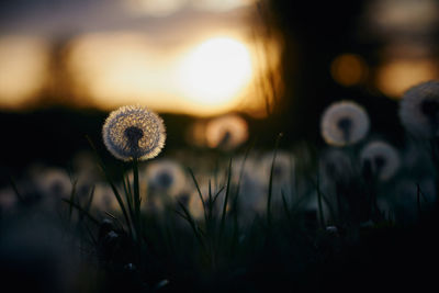 Close-up of dandelion on field during sunset