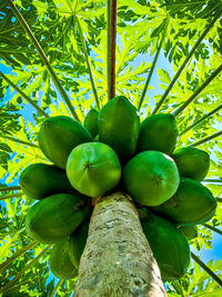 Low angle view of fruits growing on tree