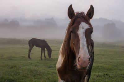 Brown horse and foal in the fog on a summer morning in the meadow