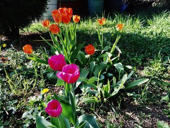 Close-up of flowers blooming in field