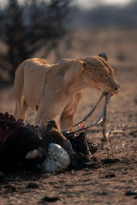 Lioness drinking water