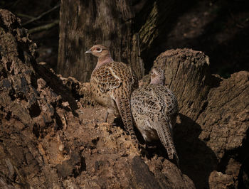 View of birds on rock