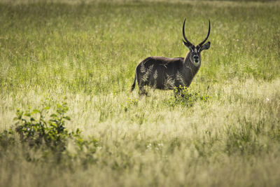 Deer in a field