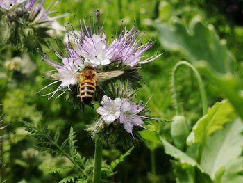 Bee pollinating flower