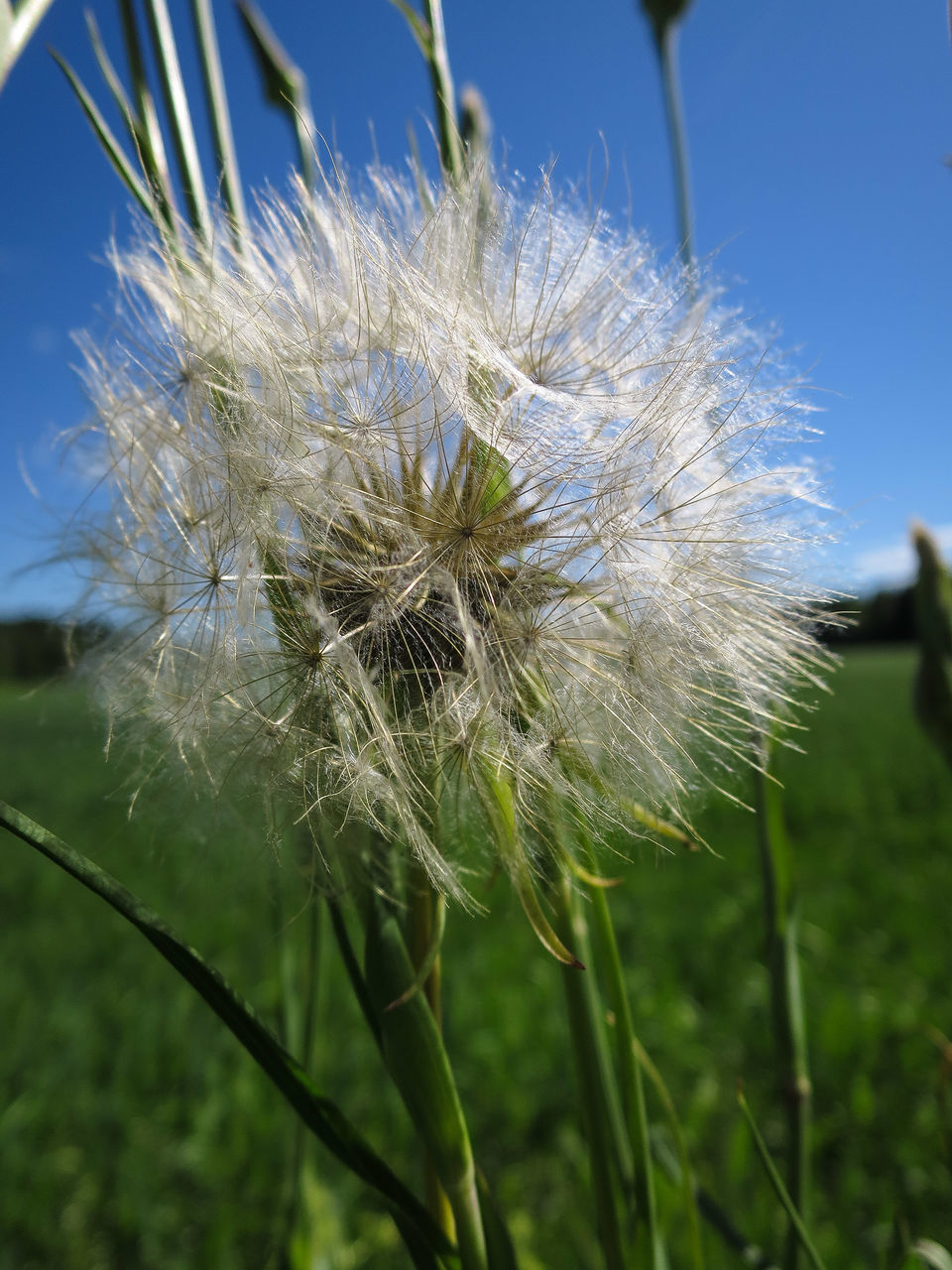 flower, fragility, growth, freshness, close-up, focus on foreground, dandelion, nature, beauty in nature, plant, stem, flower head, day, softness, wildflower, field, uncultivated, outdoors, selective focus, single flower