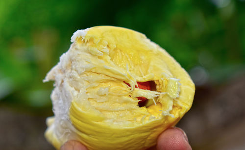 Close-up of hand holding ice cream