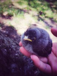 Close-up of bird