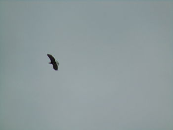 Bird flying against sky