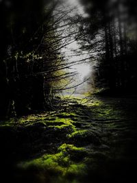 Trees growing in forest