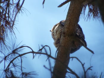 Low angle view of bird on branch against sky