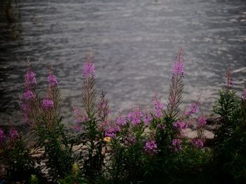 Close-up of pink flowers blooming in pond