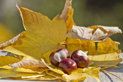 Close-up of dry leaves on ground