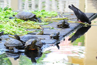 Turtles with pigeon on platform near pond