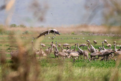 Birds on field against sky