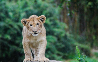 Portrait of a young lion