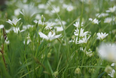 plant