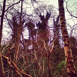 Bare trees in forest