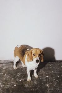 Portrait of a dog sitting