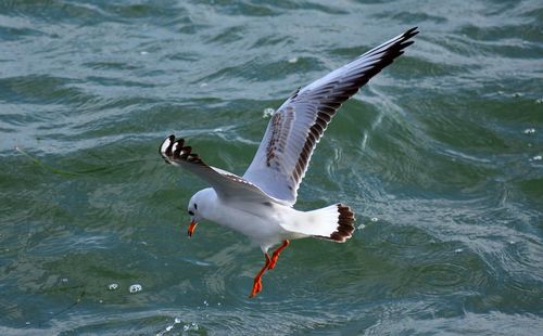 Black-headed gull over waves of the baltic sea