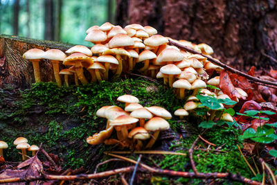 Mushrooms growing on tree trunk