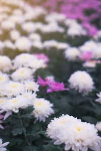 Close-up of white flowering plants