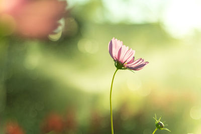 Close-up of pink flower