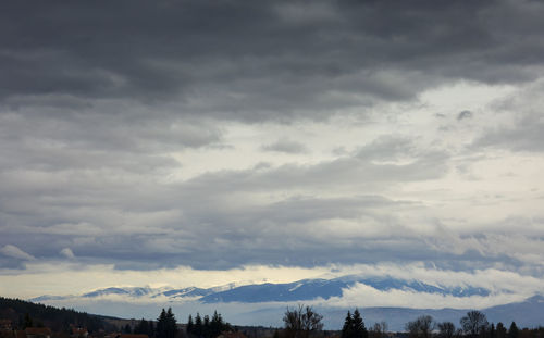 Low angle view of trees against cloudy sky