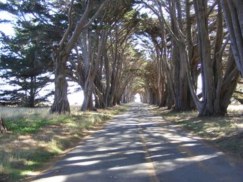 Road amidst trees