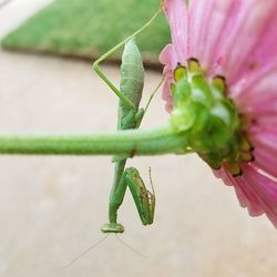 Close-up of insect on plant