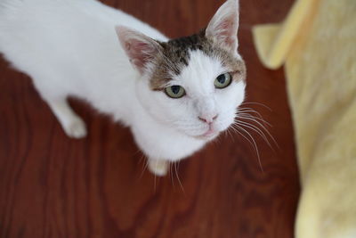 Close-up portrait of a cat