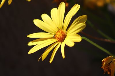 Close-up of yellow flower