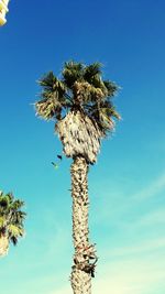 Low angle view of tree against clear blue sky