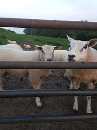 Portrait of two cats on fence against sky