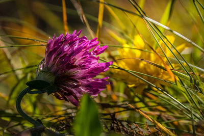 Close-up of pink flowering plant