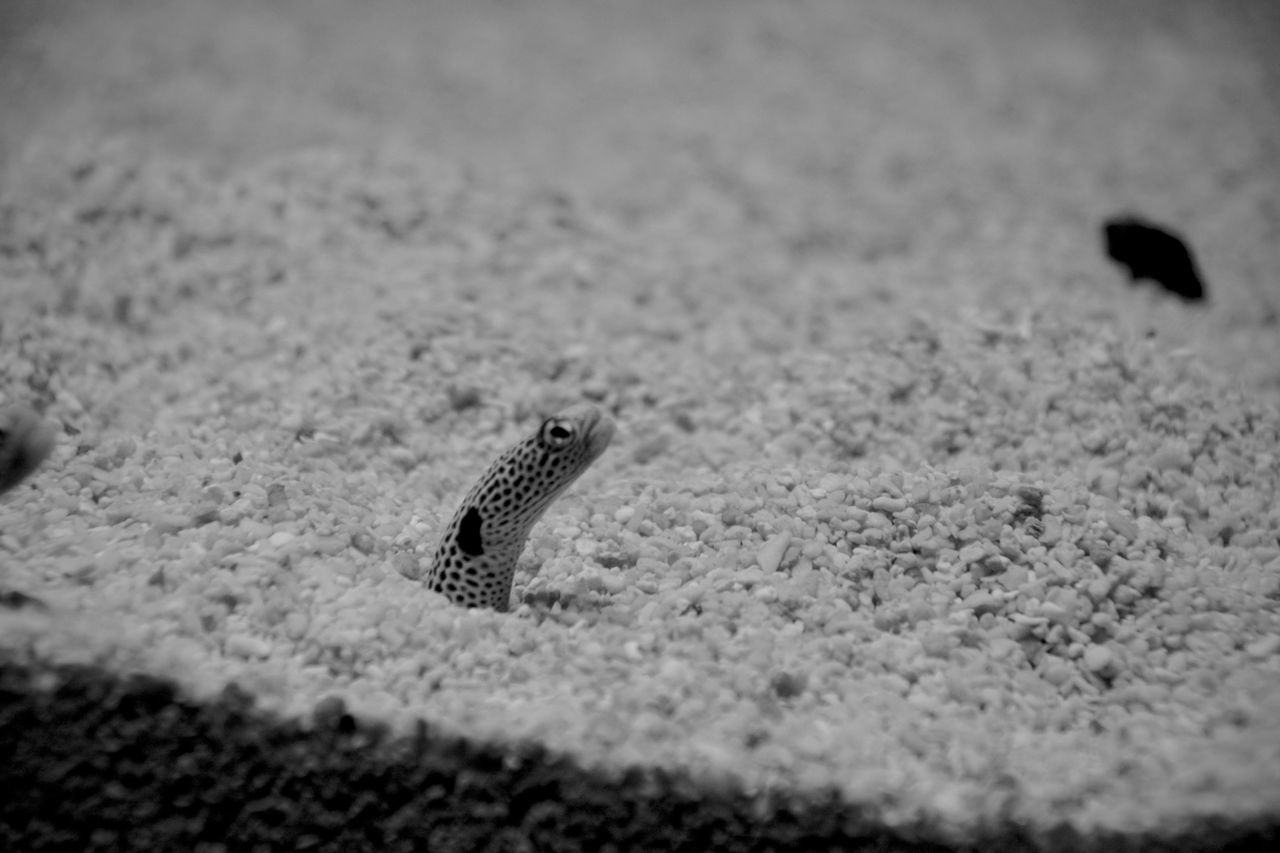 HIGH ANGLE VIEW OF A LIZARD ON SAND