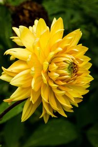Close-up of yellow dahlia