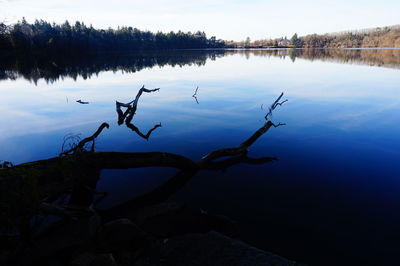 Reflection of trees in calm lake