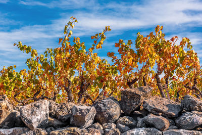 Close-up in a vineyard in provence south of france at day time