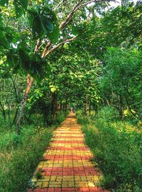 Footpath leading towards trees