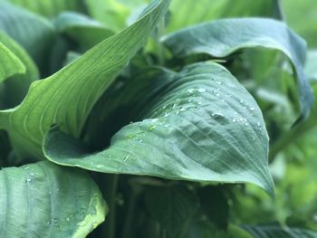 Close-up of dew drops on leaves