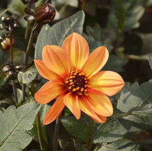 Close-up of orange flower