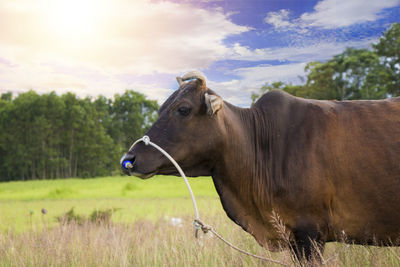 Cow in a field