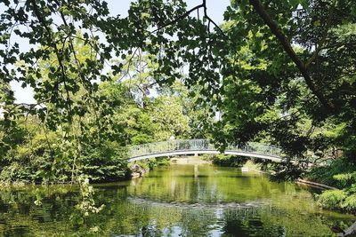 Bridge over river in forest