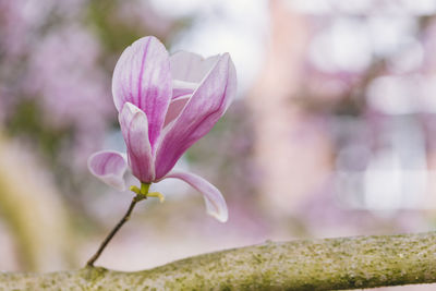 Close-up of pink flowering plant