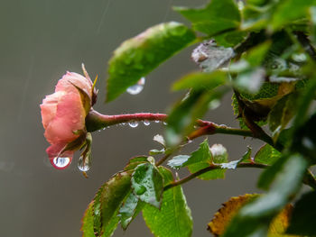 Close-up of red flowering plant